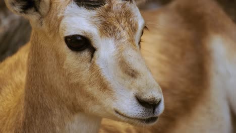 Nahaufnahme-Einer-Schönen-Gazellenantilope-Mit-Hörnern