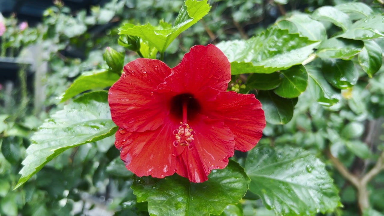 Uma flor de hibisco vermelha vibrante floresce num jardim