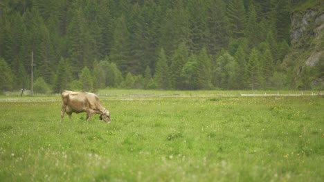 Dairy-Brown-Swiss-herd-of-cows-grazing-in-green-field-with-pine-tree-woods-in-background-at-daytime,-Switzerland