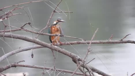 Kingfisher-in-pond--taking-bath-