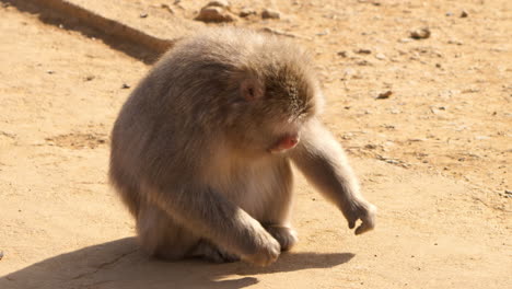 wild japanese macaque picking up and eating seeds and corn off the ground on a sunny day