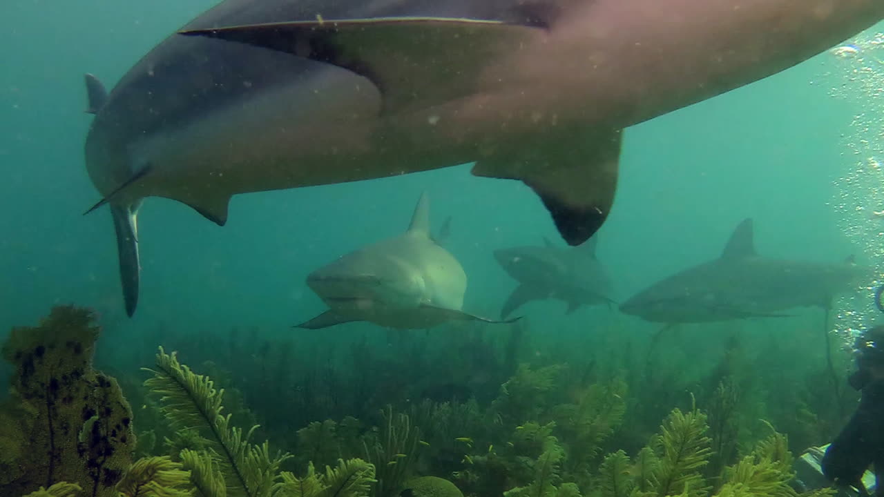 A reef shark swims through a coral reef in the Caribbean 1