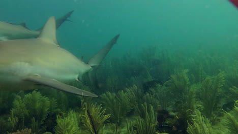 un tiburón de arrecife nada a través de un arrecife de coral en el caribe 1