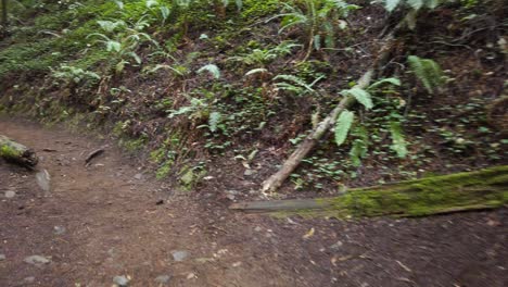 cruzando el puente hacia el bosque natural, pov en primera persona.