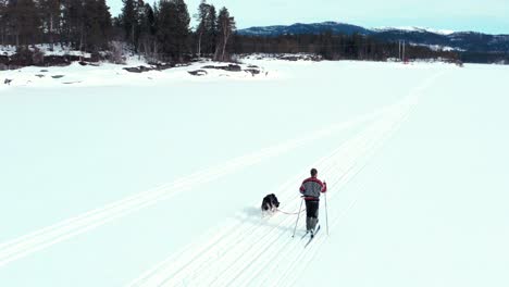 man skiing on snowy path with his alaskan malamute dog