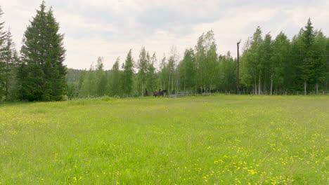 picturesque view of a wild horses grazing on buttercup flower fields in summer breeze