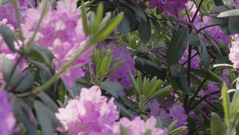 slow motion look at a bush of blooming rhododendrons