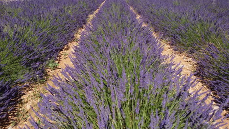 Lavendelfeld-Landwirtschaftsanbau-In-Valensole,-Provence,-Frankreich