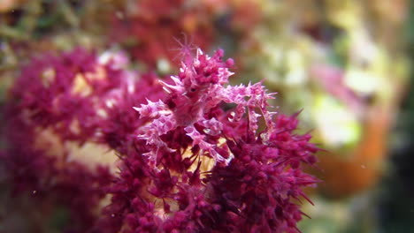 Cangrejo-De-Coral-Blando-Rosa-Alimentándose-De-Plancton-En-Un-Coral-Blando-Del-Mismo-Color-Llamado-Dedronephthya,-Primer-Plano-Durante-El-Día