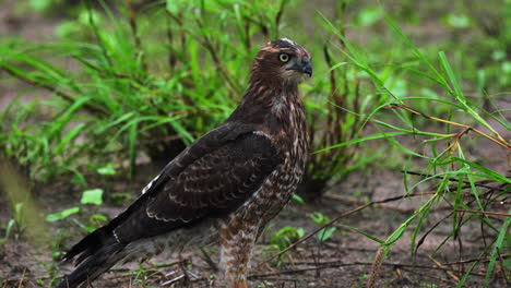 un halcón de pie entre la hierba mientras está en alerta máxima en la reserva de caza de kalahari central botswana áfrica - toma de primer plano fija