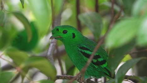 close up shot of a green broadbill perched on tree branch amidst in the canopy, preening and grooming its plumage and wondering around its surrounding environment