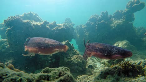 pair of friendly cuttlefish floats calmly in crystal clear water over bottom of andaman sea