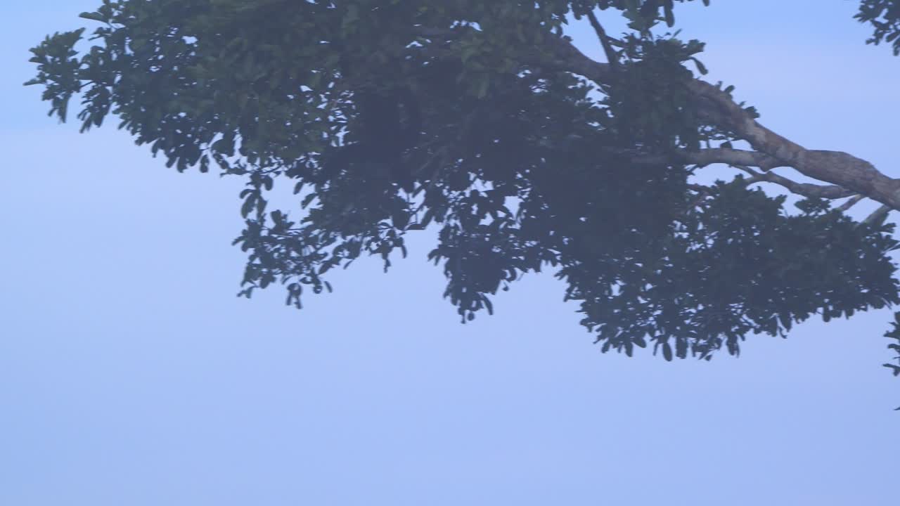 High above the Amazon floor, a black spider monkey leaps between branches in Peru’s rainforest.