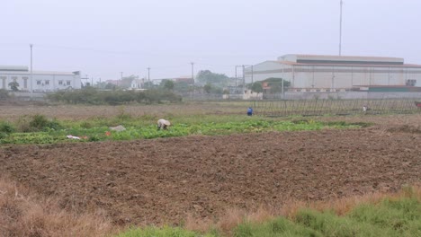 Drone-of-Farmer-in-Fields-in-Vietnam-Aerial