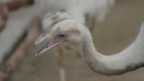 Zwei-Weiße-Nandus-Oder-Weiße-Nandus-Mit-Blauen-Augen