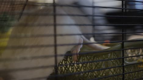 una rata mascota sentada en su jaula sobre algún material de anidación