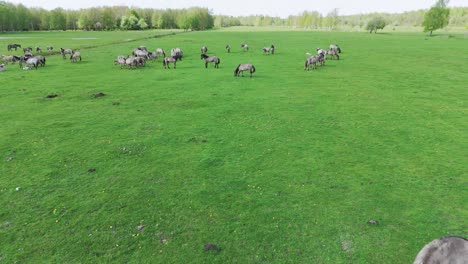 Wildpferde-Und-Auroxen-Kühe-Laufen-Auf-Dem-Feld-Des-Pape-Nationalparks,-Lettland