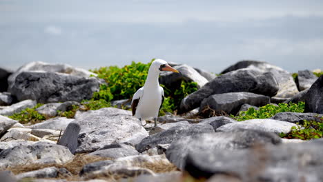 piquero de nazca galápagos mirando a su alrededor antes de saltar sobre las rocas en la isla española