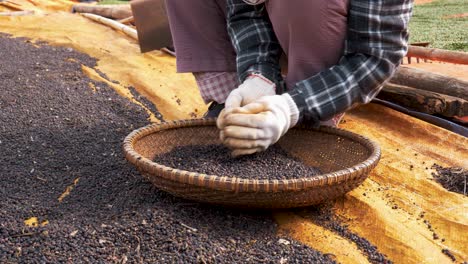 Trabajador-De-Campo-Limpiando-Y-Tamizando-La-Pimienta-Negra-Que-Acaba-De-Cosechar,-Vista-Frontal-De-Un-Agricultor-Irreconocible