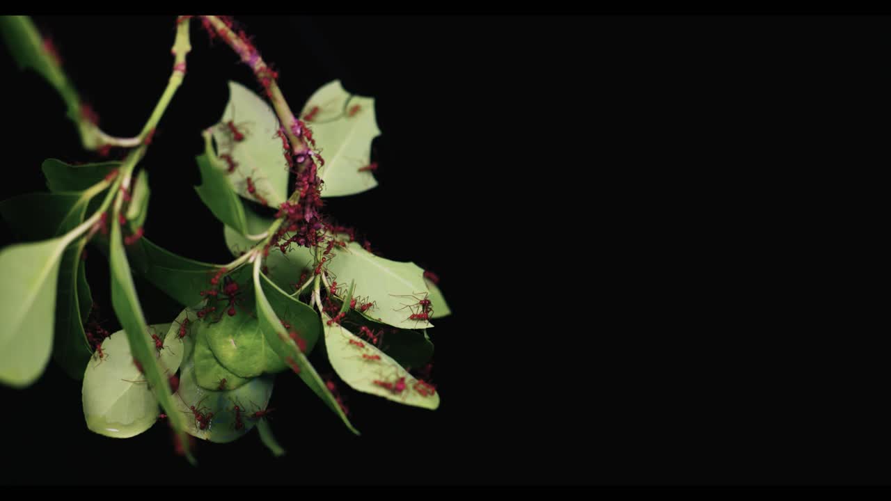Macro footage of a vine with hanging leaves covered in leafcutter ants, Atta cephalodes, crawling across the surface. A solid black background creates strong contrast and emphasizes motion and texture