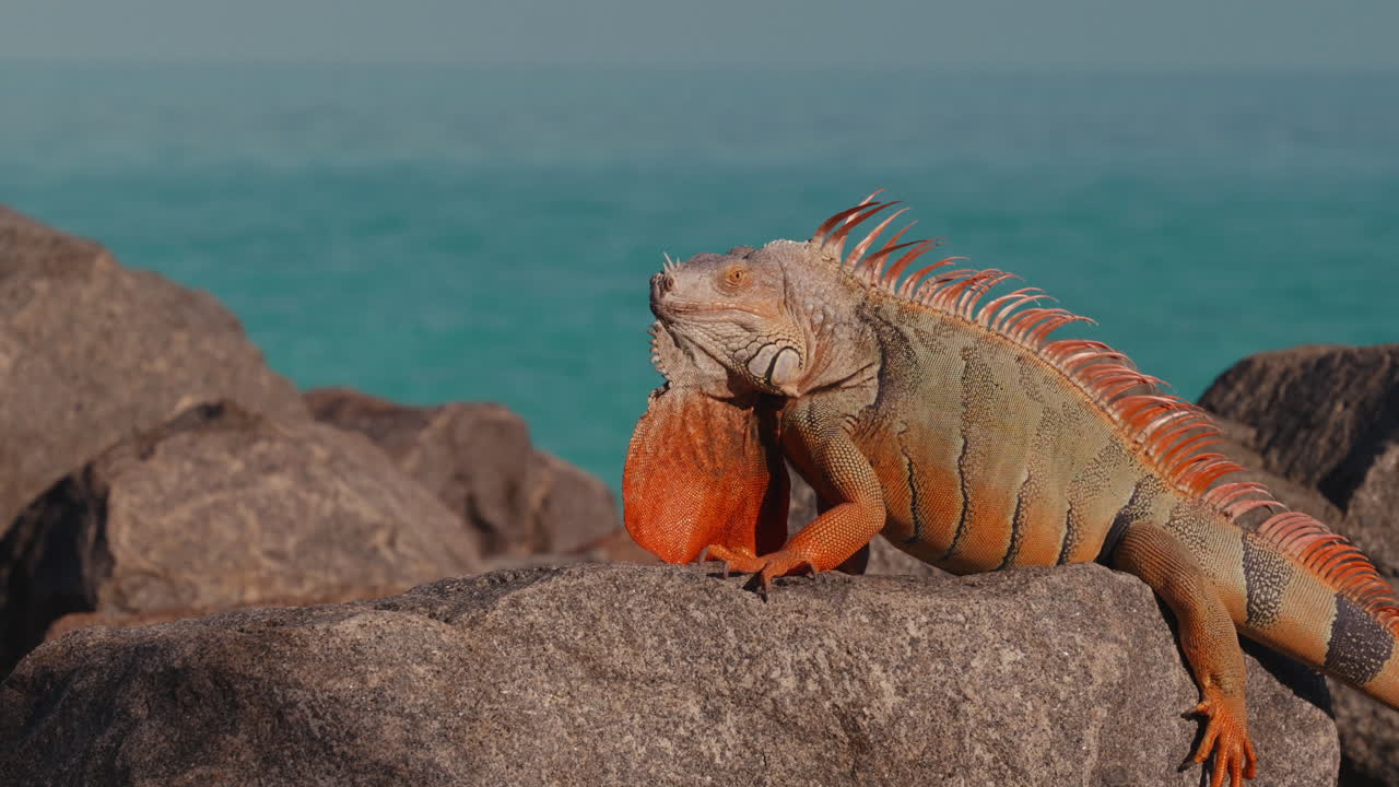 Iguana sulle rocce sull'oceano