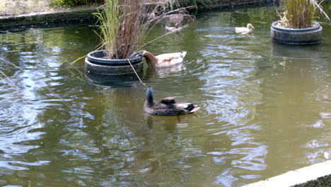 Ducks-bathed-in-a-ditch