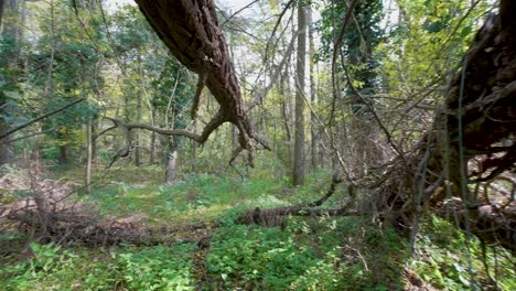 Autumn-forest,-gimbal-walk