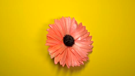 schöne rote gänseblume, die sich langsam auf einem rotierenden gelben hintergrund dreht.
