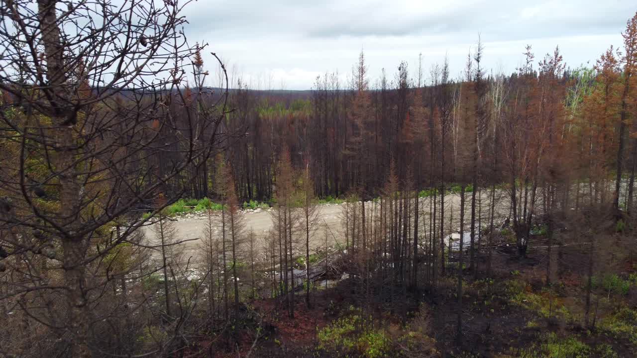 캐나다 산불과의 싸움에서 좋은 비상 화재 라인이라고 생각되었던 공중 영상
