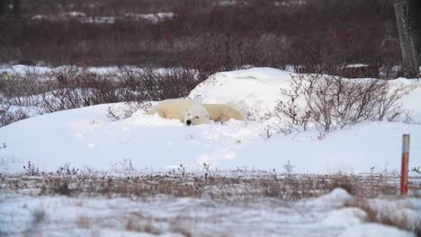 Los-Osos-Polares-Se-Acurrucan-Juntos-Para-Tomar-Una-Siesta-En-La-Nieve.