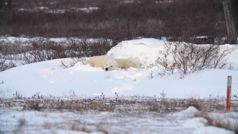 los osos polares se acurrucan para tomar una siesta al mediodía en la nieve.