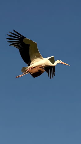 stork in flight