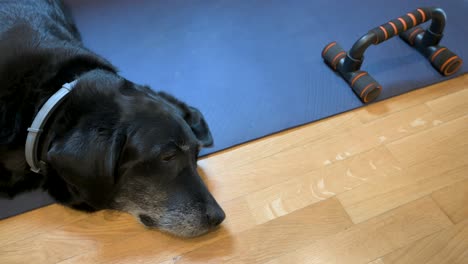 a senior black labrador dog lays comfortably on a yoga mat, initially designated for or its owner's exercise