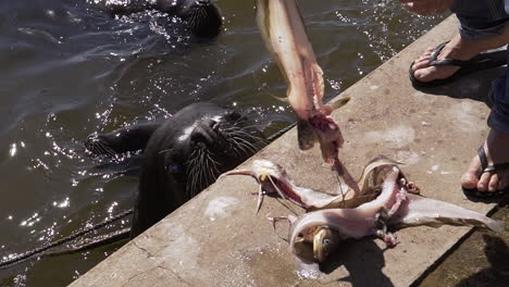 sea lions being fed by a fisherman in the harbor, punta del este, uruguay