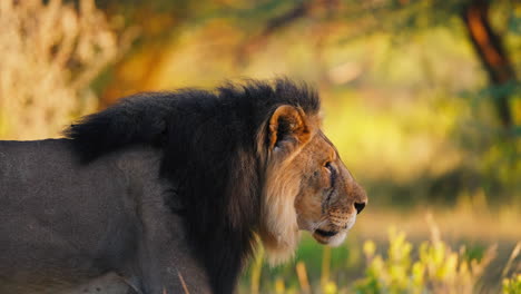 majestic lion in african savanna