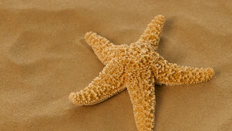 starfish on the beach