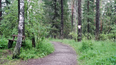 forest path in summer