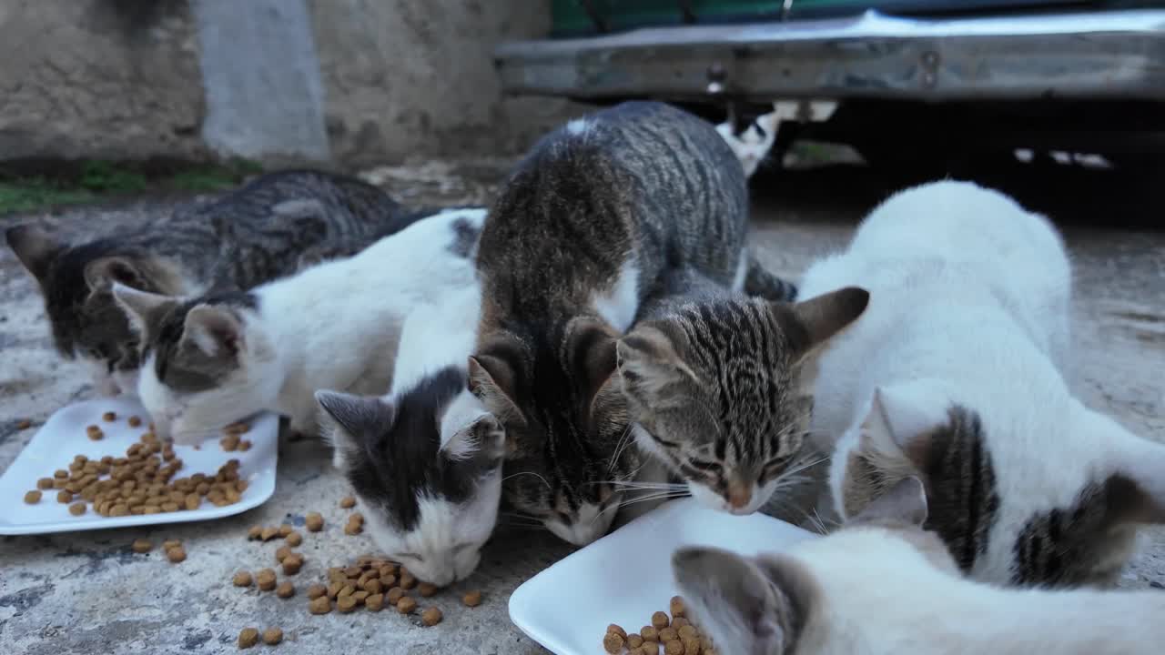 harsh reality of animal welfare: Vulnerable cats and kittens desperately eating dry food on a dirty city street. Hungry cats