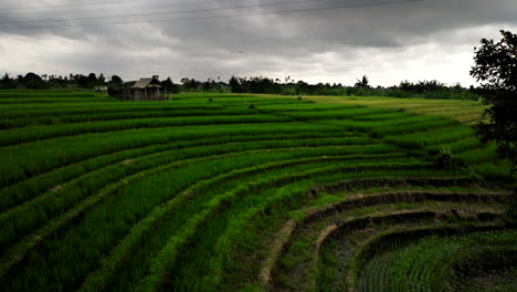 En-Medio-Del-Caos-De-La-Tormenta-Permanece-La-Belleza-De-Los-Campos-De-Arroz-En-Terrazas.