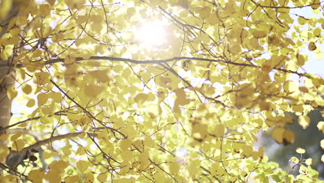 Nachmittagssonne-Leuchtet-Goldene-Espenblätter-In-Der-Herbstsaison-In-Colorado