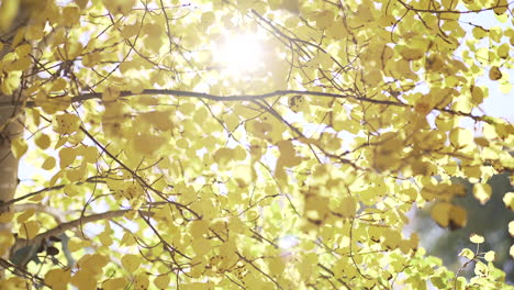 afternoon sun lights up golden aspen leaves in the fall season in colorado