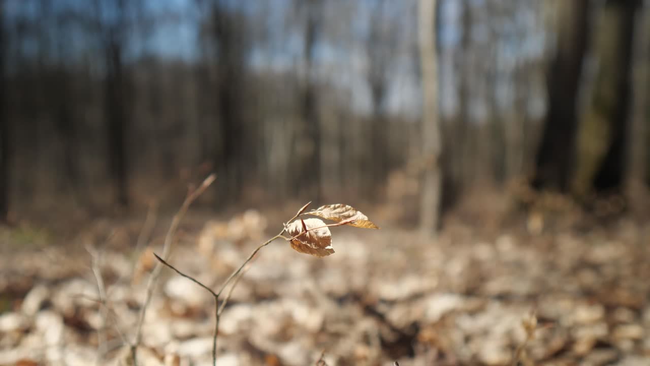 Leaf moving from the wind in the forest