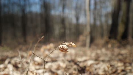 leaf moving from the wind in the forest