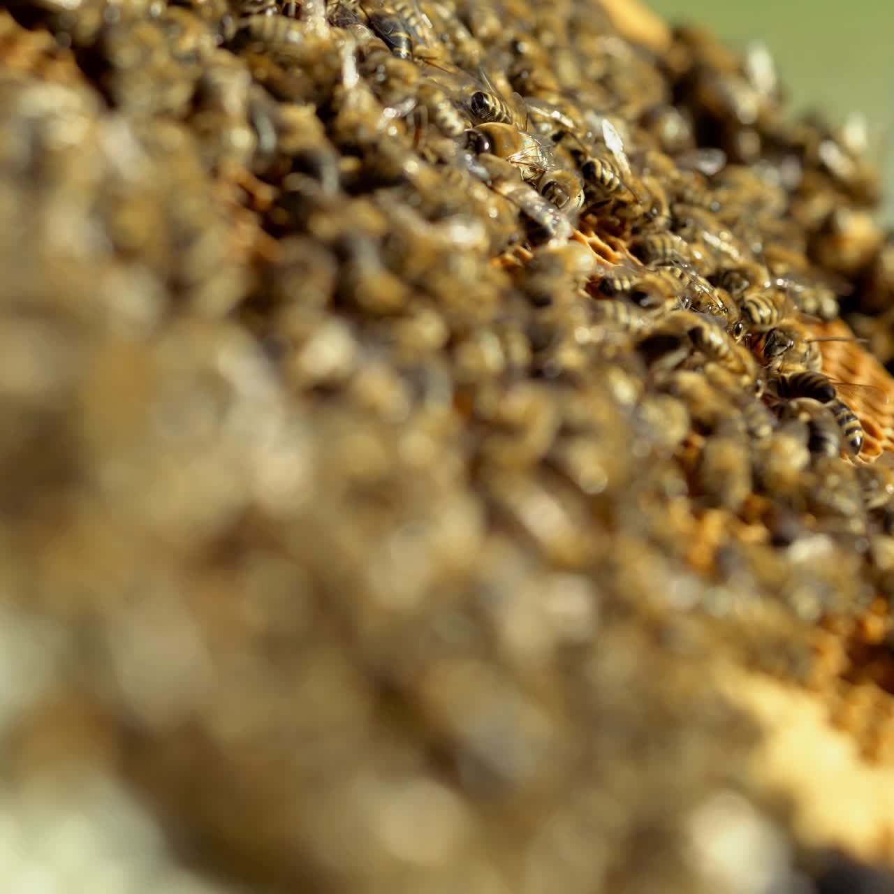 Bees convert nectar into honey. Working bees on honeycomb. Close-up.