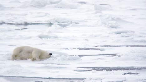 oso polar rodando en la nieve cerca de torelleneset en el lado este del estrecho de hinlopen en nordaustlandet en el archipiélago de svalbard noruega