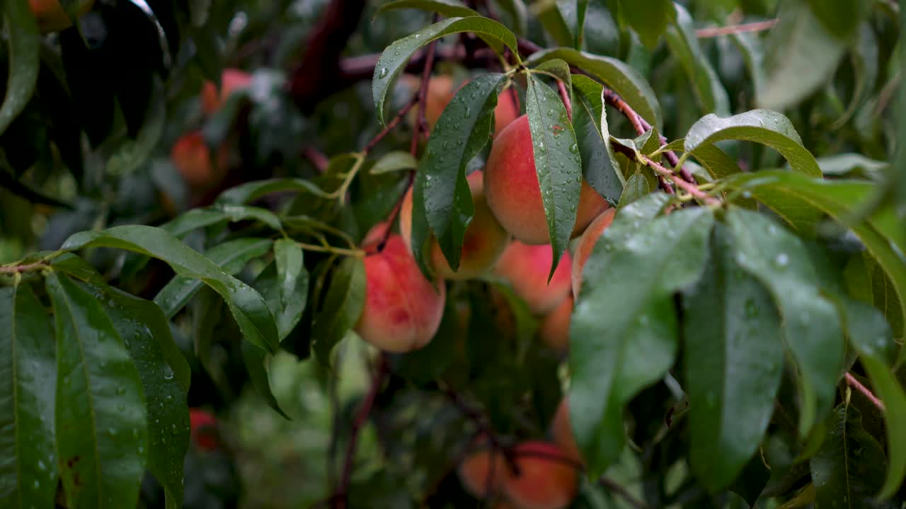 Primo piano di una pesca rossa matura su un albero, pronta per la raccolta.