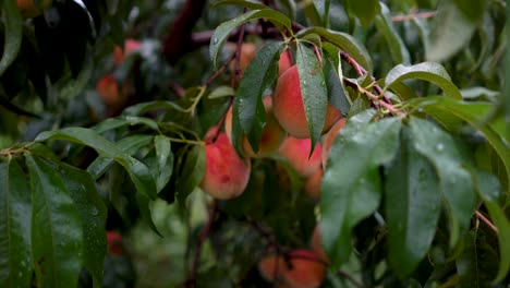 closeup of ripe red peach on a tree ready for picking