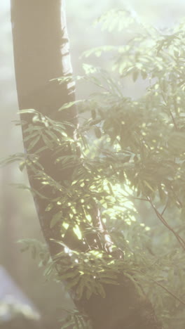 sunlight filtering through the leaves of a tree in a lush forest