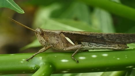 macro footage of a grasshopper on a leaf