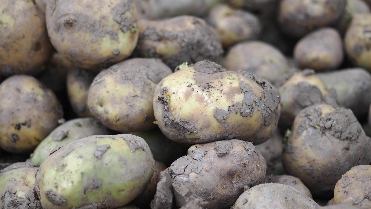 Patate sporche appena raccolte in un mucchio